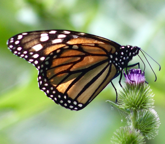 Monarch at the Park Toronto, Ontario, CA