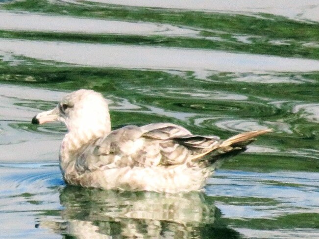 Baby Seagull Port Alberni, BC