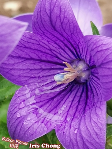 July 24 2021 Rainy day! Purple beauty - Balloon flower in Thornhill Thornhill, ON