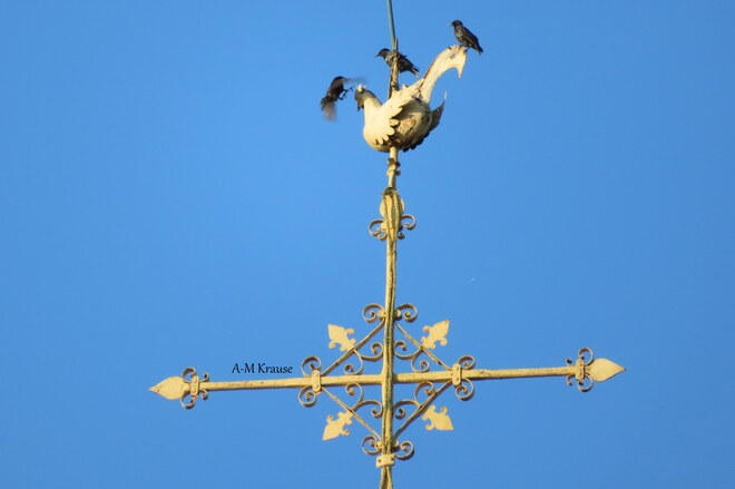 Oiseaux sur le clocher de l'église Saint-Pierre-de-la-Rivière-du-Sud, QC