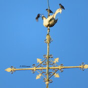 Oiseaux sur le clocher de l&#39;église