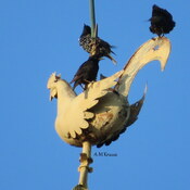 Oiseaux sur le clocher de l&#39;église
