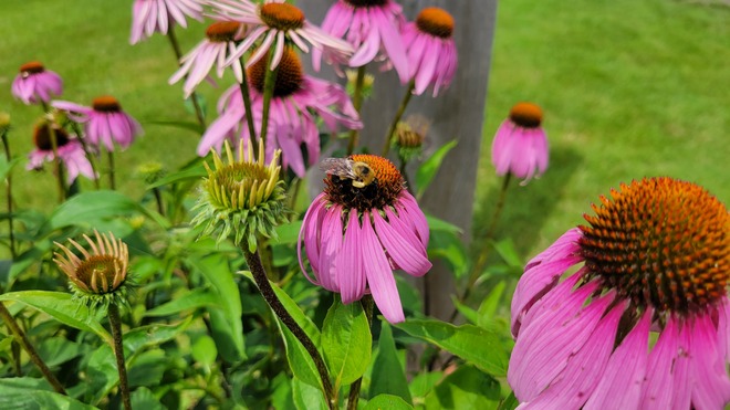 flower buzz Morrisburg, ON