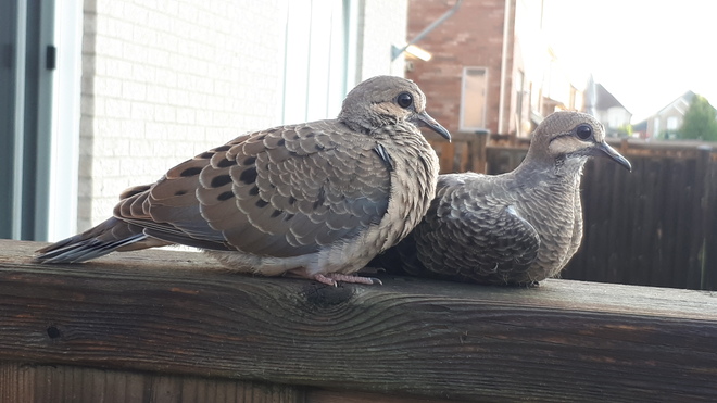 new born pair of doves Hamilton, ON