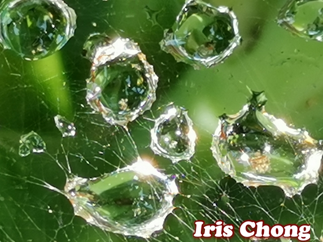 July 25 2021 26C Spider web Jade Diamond embrace the sun! Thornhill Thornhill, ON
