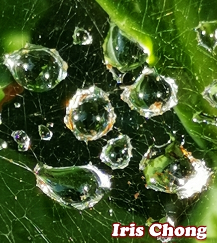 July 25 2021 26C Spider web Jade Diamonds embrace the sun! Thornhill, ON