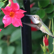 Petite femelle colibri