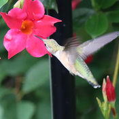 Petite femelle colibri