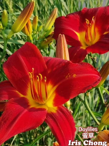 July 26 2021 30C Happy Monday :) Delightful Daylilies in Thornhill Thornhill, ON