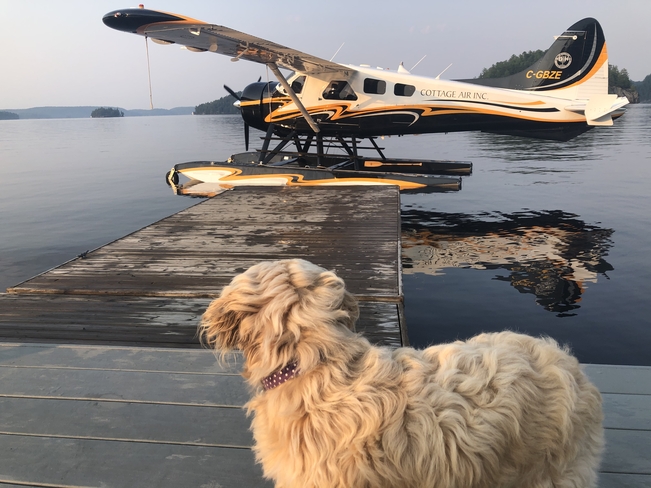 Fun and excitement at Port Sydney town dock! Featuring: Sydney the Cavapoo ❤️ Port Sydney, Ontario, CA