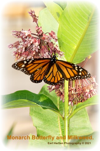 Monarch Butterfly and Milkweed Port Dover, ON