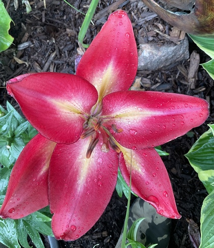 Last bloom of my Lily Midland, ON