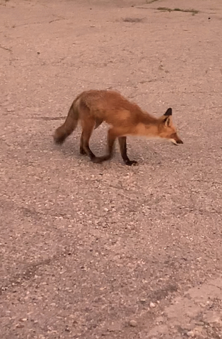 Red Fox wondering around me while sitting Lambeth, Ontario, CA