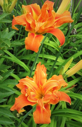 Day lilies Vancouver, BC
