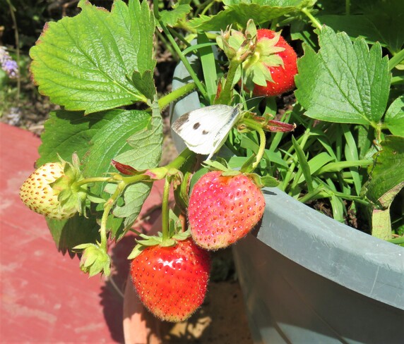 butterfly and strawberries Vancouver, BC