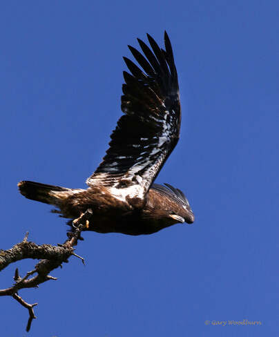 2021-07-27 - Immature Bald Eagle, exercising its wings, at Royal Roads U Royal Roads University, Sooke Road, Victoria, BC