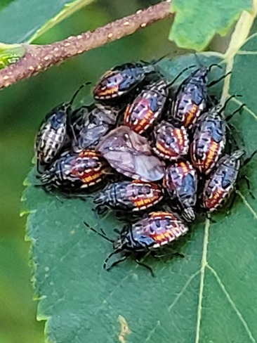 Japanese Beetles Cochrane, ON