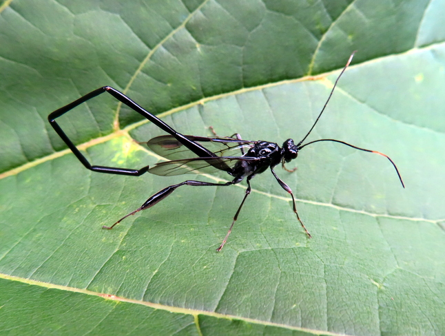 Pelecinid wasp Ottawa, ON