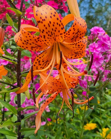 Tiger lily. Newmarket, ON