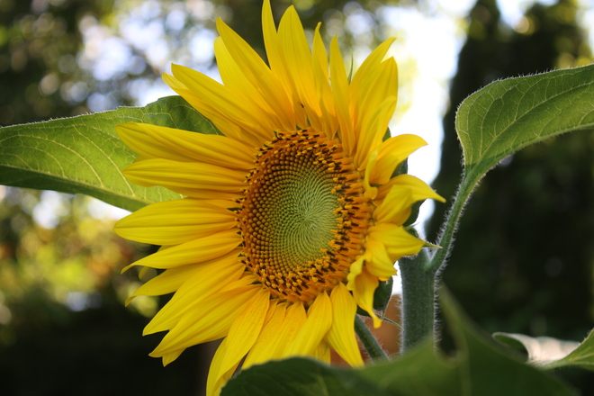 Sunflower Close up London Heritage Farm, Dyke Road, Richmond, BC