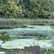 Un canard et son étang