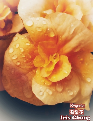 July 29 2021 22C Rainy day! Graceful Begonias bring happiness, joy and wealth Thornhill, ON
