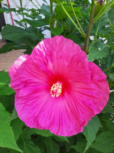 hibiscus Laval, QC