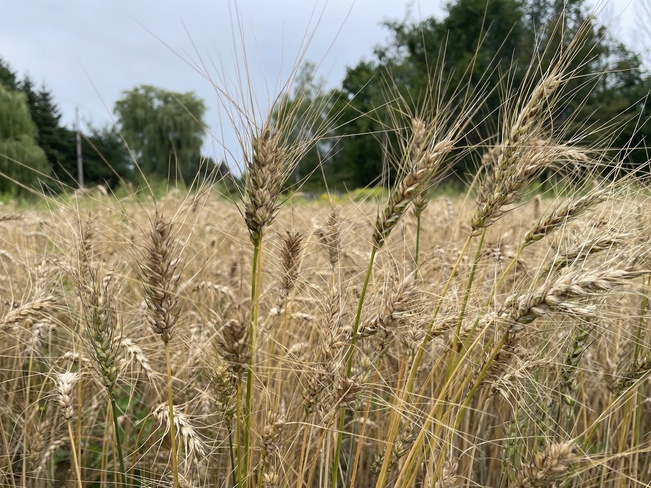 Un champ de blé Saint-Théodore-d'Acton, QC