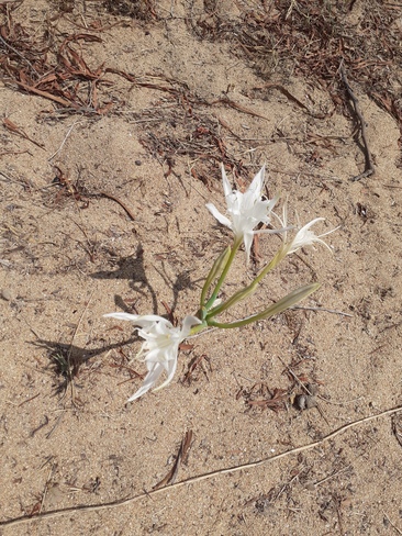 fleur de plage Cannigione, 88