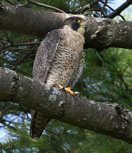 Peregrine Falcon (female) Ottawa, ON