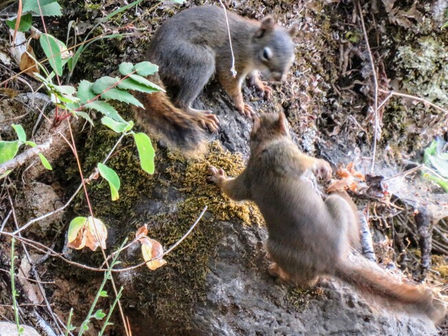 Playful squirrels Port Alberni, BC