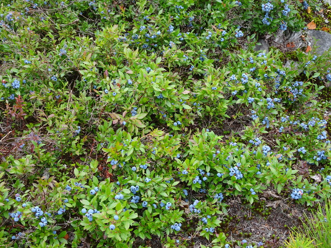 Field Of Big Blueberries Sudbury, ON