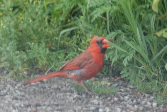 Cardinal feeding along Halls Rd. South West Whitby Community Park, Whitefish Street, Whitby, Ont