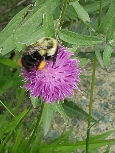 l'abeille Sherbrooke, QC