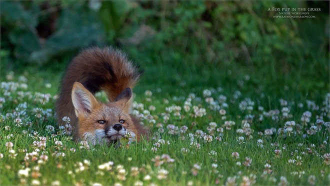 Sneaky Fox! Niagara Falls, ON