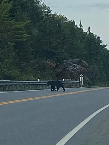 Black Bear Algonquin Highlands, Ontario, CA