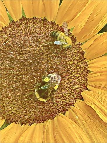 Room for two … bees 🐝 Edmonton, Alberta, CA