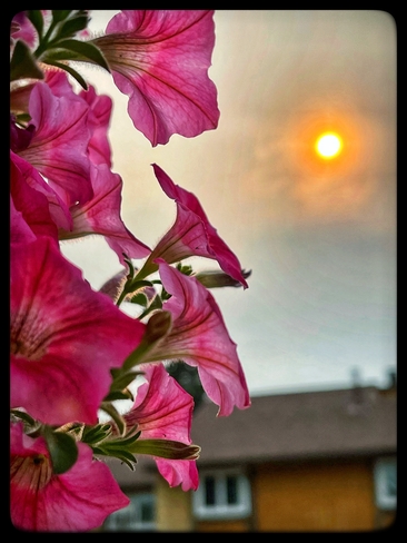 Flower Sunset, from my porch Edmonton, Alberta, CA