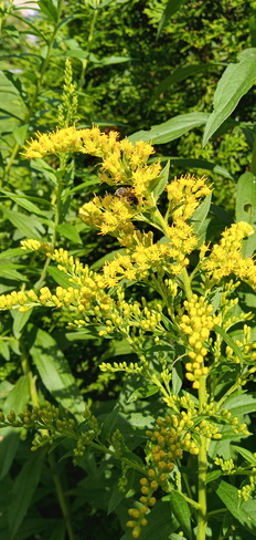 Pollinators making good use of goldenrods Pointe-Claire, QC