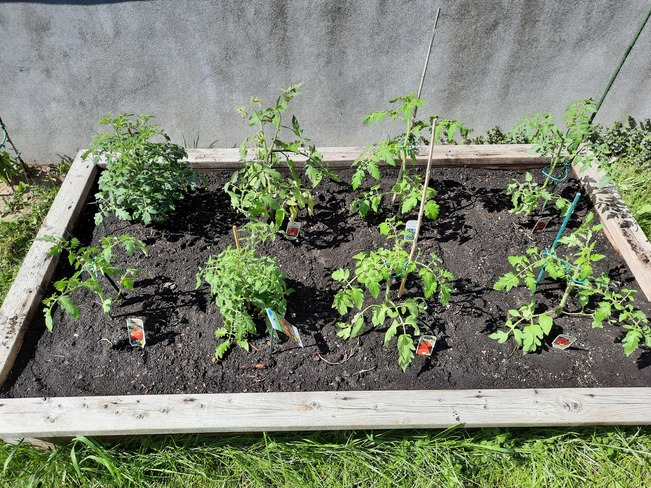 tomatoe plants in may Chambly, QC