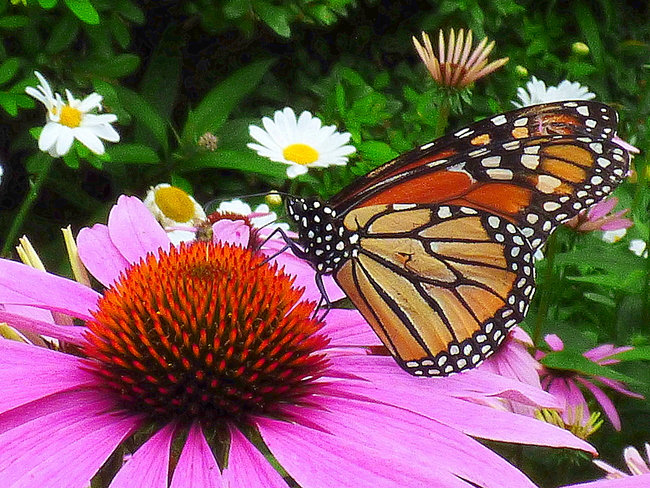 MONARCH BUTTERFLIES ARE COMING BACK Edwards Gardens, Lawrence Avenue East, North York, ON