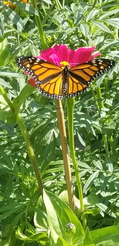 papillon magnifique sur une zinnia Laval, QC
