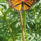 papillon magnifique sur une zinnia