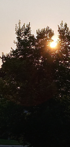 Sunset through a broadleaf tree Pointe-Claire, QC