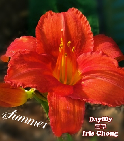 August 5 2021 28C Summer love!): Pretty Daylily embraces the sun in Thornhill Thornhill, ON