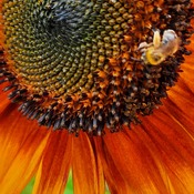 tournesol et petite abeille