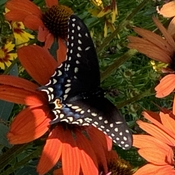 Papillon magnifique