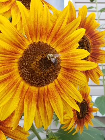 tournesol avec une abeille Sherbrooke, QC