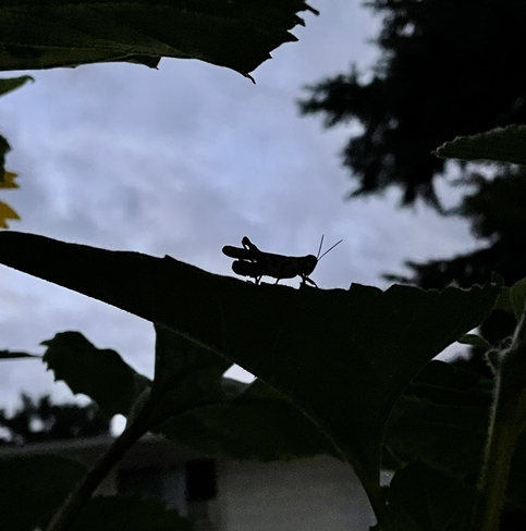 Grasshopper @ Sunset Ottawa, Ontario, CA