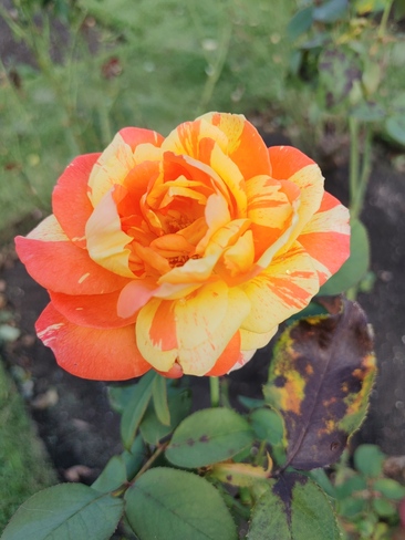 rose Mont-Royal, QC